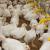 15.01.2020 - Focar de gripă aviară în județul Maramureș